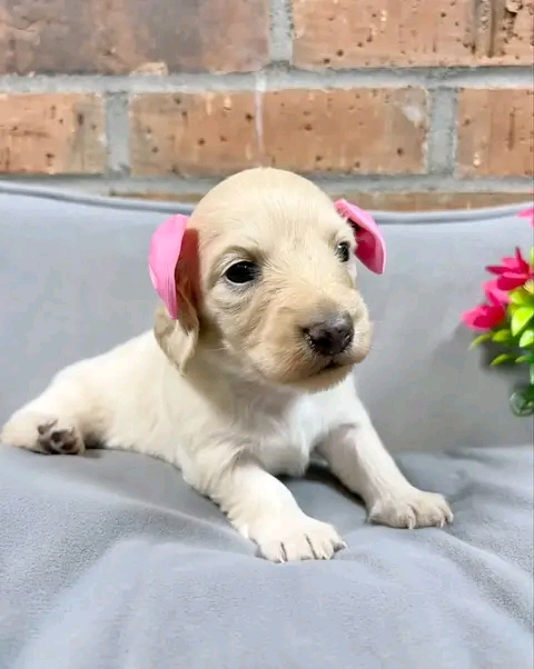 Puppy Media